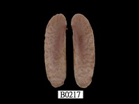 藏品(花刀蟶)的圖片